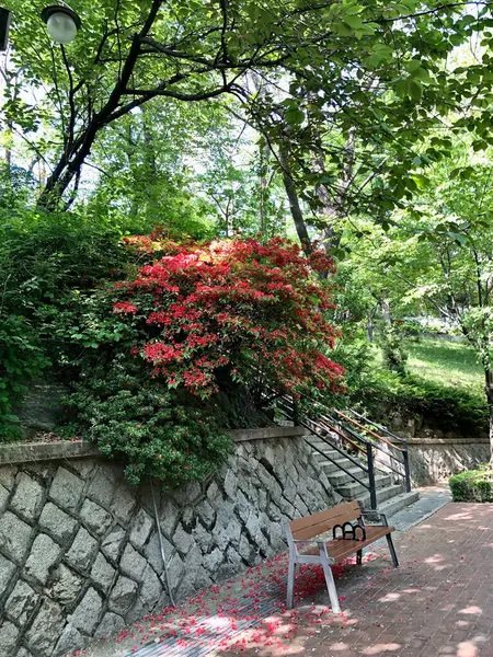 Árvores Flores Vermelho Banco Parque — Fotografia de Stock