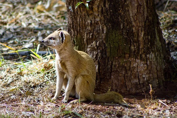 Gros Plan Une Mangouste Dans Une Forêt — Photo