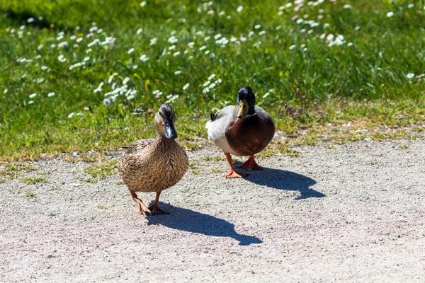 Dois Patos Reais Dia Ensolarado Andando — Fotografia de Stock