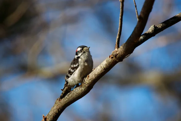 Closeup Shot Black White Bird Perched Branch — Stock Photo, Image