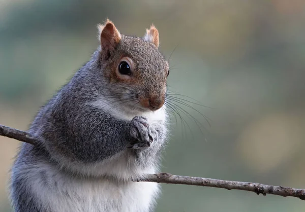 Shallow Focus Gray Squirrel — Stock Photo, Image