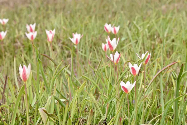 Les Tulipes Sauvages Blanches Rouges — Photo