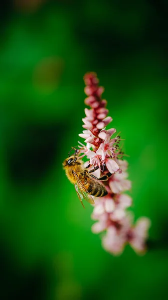 Honey Bee Feeding Pink Common Biswort Flowerhead — Stock Photo, Image