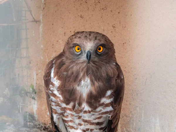 a closeup shot of an eagle with orange eyes staring at the camera