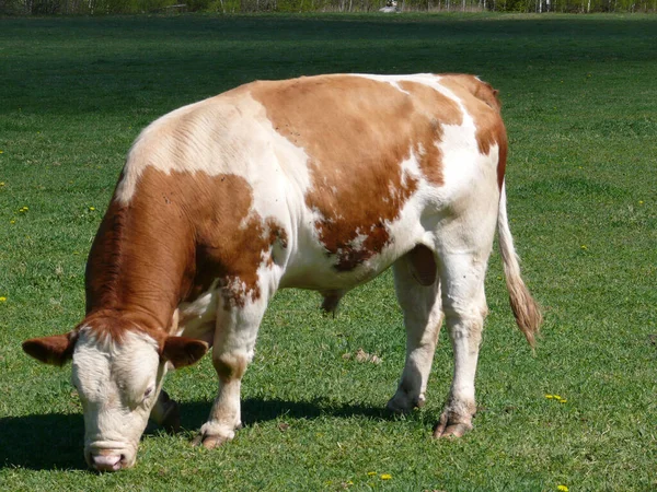 Ganado Simmental Marrón Pastando Hierba —  Fotos de Stock