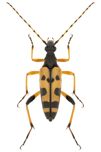 Longhorn Beetle Species Rutpela Maculata Trivial Name Spotted Longhorn Beetle — Stock Photo, Image