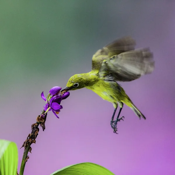 淡緑色の背景に紫色の花の蜜を食べる白い鳥 — ストック写真