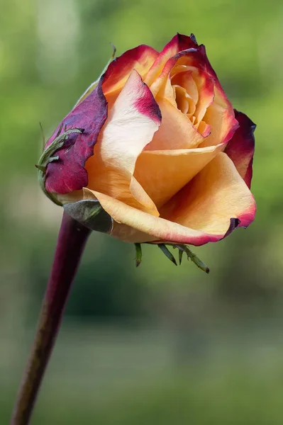 Closeup Wonderful Yellow Red Rose — Stock Photo, Image