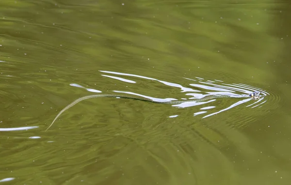 Natrix Natrix Orm Simmar Vattnet Naturen — Stockfoto