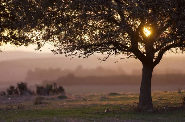 Amanecer Través Árbol Niebla Paisaje Costero España — Foto de Stock