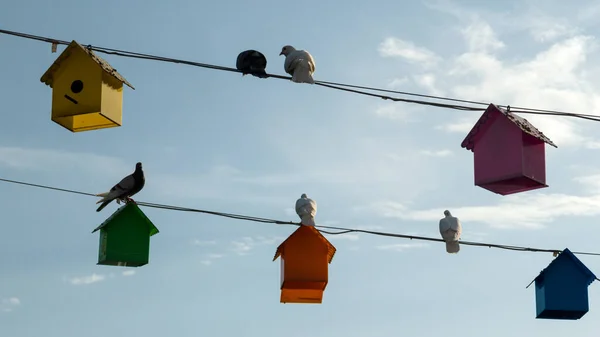 Eine Flache Aufnahme Von Hängenden Bunten Vogelhäusern Mit Hockenden Vögeln — Stockfoto
