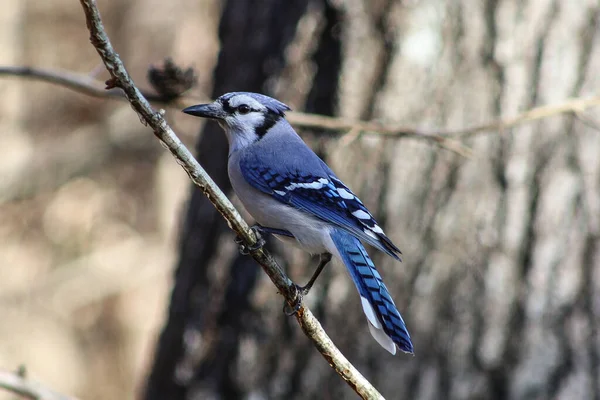 Enfoque Selectivo Pájaro Azul Posado Ramita — Foto de Stock