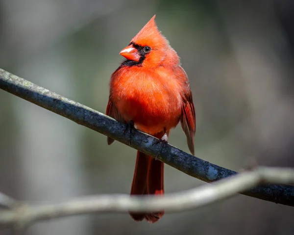 Cardinalul Nordic Cardinalis Cardinalis Cocoțat Copac — Fotografie, imagine de stoc