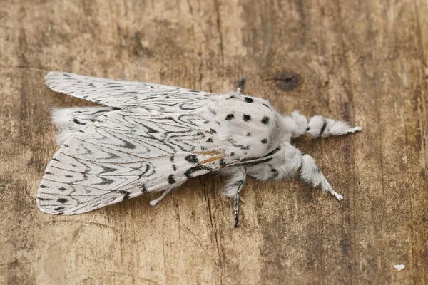 Closeup White Lesser Puss Moth Cerura Erminea Sitting Closed Wings — Stock Photo, Image