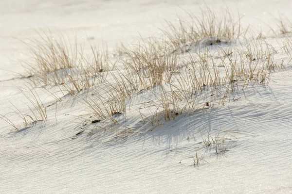 大西洋海滩上的沙丘草和沙地的特写 — 图库照片