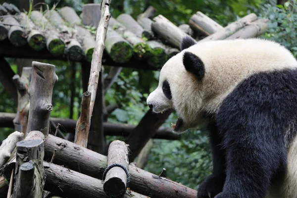 Hayvanat Bahçesindeki Ağaçta Güzel Bir Panda Manzarası — Stok fotoğraf