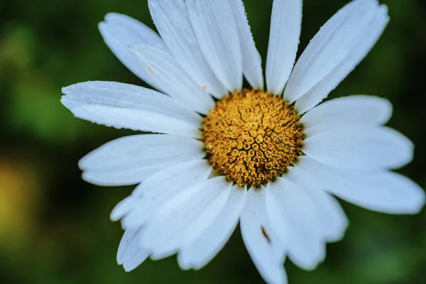 Oxeye Daisy Blütenkopf Leucanthemum Vulgare Nahaufnahme — Stockfoto