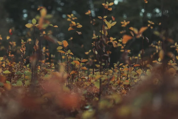 Крупный План Кустарников Растений Желтые Оранжевые Осенью Размытым Передним План — стоковое фото