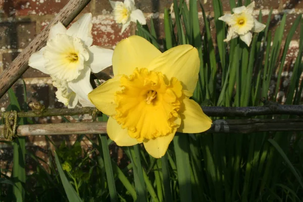 Closeup Beautiful Narcissus Flowers Garden — Stock Photo, Image