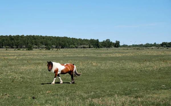 Utsikt Över Vacker Ponny Fältet Solig Dag — Stockfoto