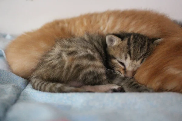 Крупним Планом Знімок Сплячої Кішки — стокове фото