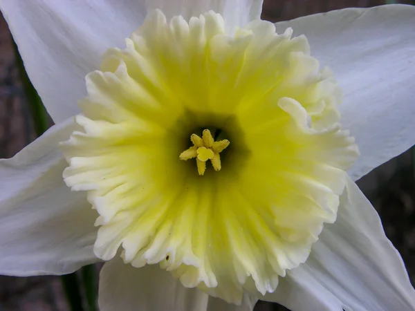Blühende Frische Farbige Blume Auf Einem Grünen Garten — Stockfoto