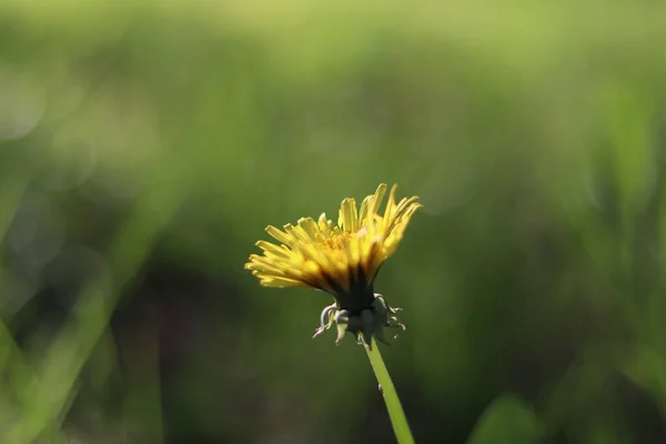 Μια Επιλεκτική Εστίαση Του Κίτρινου Πικραλίδα Officinalis Αυξάνεται Στο Πράσινο — Φωτογραφία Αρχείου