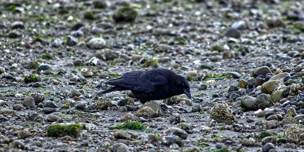 Corbeau Noir Perché Sur Sol — Photo