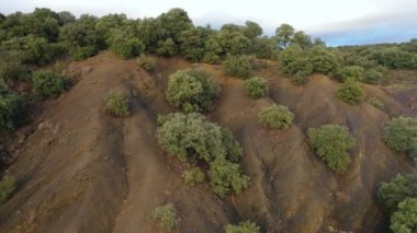 İspanya 'nın Navarra kentindeki Encinar (Quercus ilex) ormanının açık bulutlu bir gökyüzü altında insansız hava aracı görüntüsü