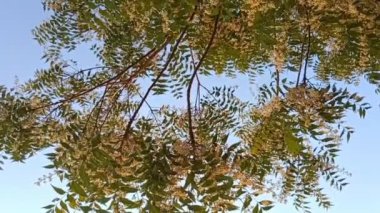 Mavi arkaplanı olan yeşil bir ağacın yakın çekimi