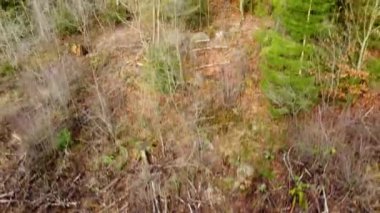 Alman Teltschikturm ve Wilhelmsfeld yakınlarındaki kozalaklı Odenwald ormanının insansız hava aracı görüntüsü.