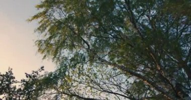 Kayıp Bavyera çiftliğindeki yeşil yüksek ağaçlar