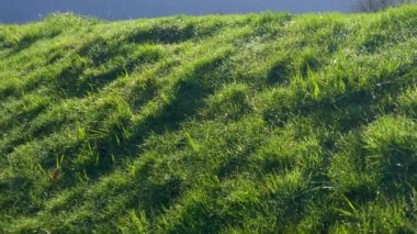 Pitt Meadows, BC, Kanada 'da güneş ışığında yeşil alan ve güzel dağların manzarası