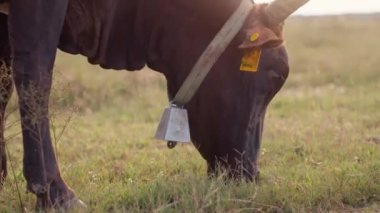 Altın saat boyunca tarlada bir inek sürüsü