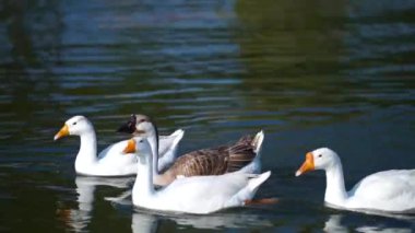 Gölde yüzen kuğuların görüntüleri.