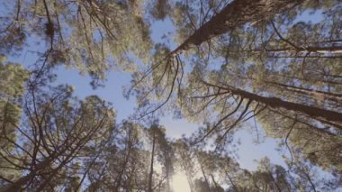 Güzel, uzun ağaçları olan bir çam ormanı, tacı güneşte taşar.