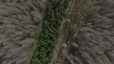 Mavic 'in tepesinden aşağı Gri Orman, İskoçya, İskoçya
