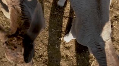 Çayırdaki sevimli buzağı kırsal çiftlik yaşamının oyun ve dinlenme konsepti