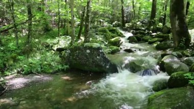Kalimantan Timur, Endonezya 'da yaz ormanlarının yeşil renklerinde bir nehir.