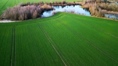 Yeşil tarım arazilerinin havadan görünüşü ve yapraksız ağaçlarla çevrili yansıtıcı bir gölet.