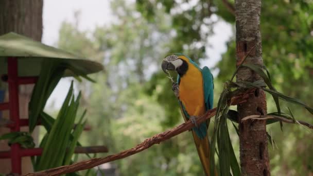 Uma Filmagem Papagaio Empoleirado Galho Comendo Uma Planta Seguida Sendo — Vídeo de Stock