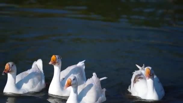 Metraje Patos Nadando Lago — Vídeos de Stock