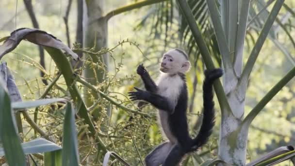 Мавпа Стоїть Їсть Фрукти Джунглях Санта Терезі Коста Рика — стокове відео