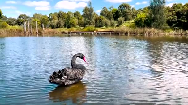 Close Black Swan Cleaning Feathers Standing Blue Water Lake — Stock Video
