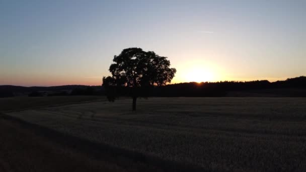 Повітряне Відео Дерева Заході Сонця Безпілотником Влітку Дерево Стоїть Пшеничному — стокове відео