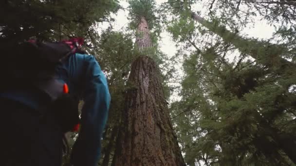 대성당 나무를 올려다보고 모험심많은 등산객의 — 비디오