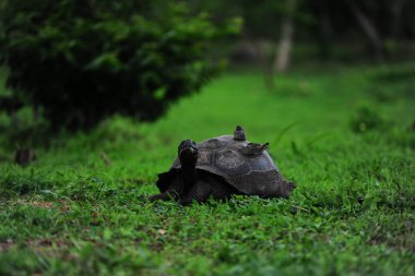 Bulanık arka planda çimlerde sürünen küçük bir kaplumbağanın manzarası.