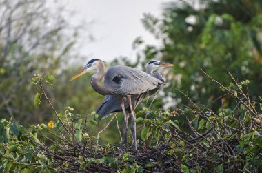 Güneşli bir günde, bulanık bir arka planda yeşil yapraklı ağaçta yuvalarında duran iki büyük mavi balıkçılın güzel bir görüntüsü.