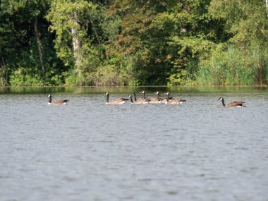Gölde yüzen ördeklerin güzel bir görüntüsü..