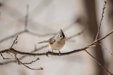 A closeup shot of a Cinereous tit perched on a branch